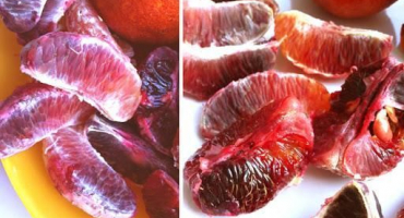 Popis moro pomeranče a jeho aplikace, výsadba a pravidla péče